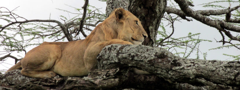 tree-climbing-lion-lake-manyara